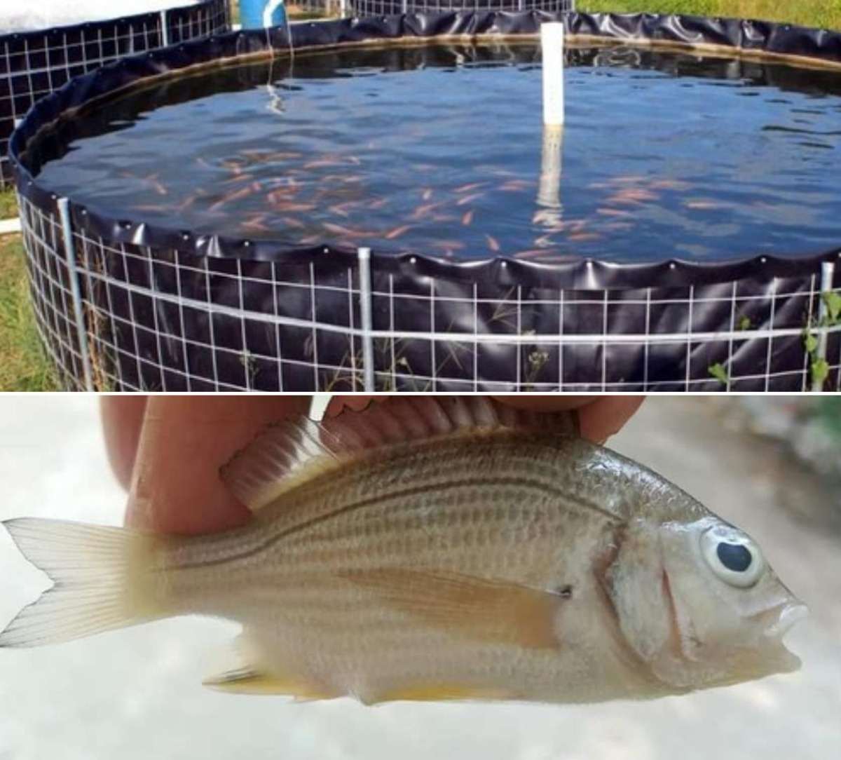 Benefits of Biofloc Fish Farming.