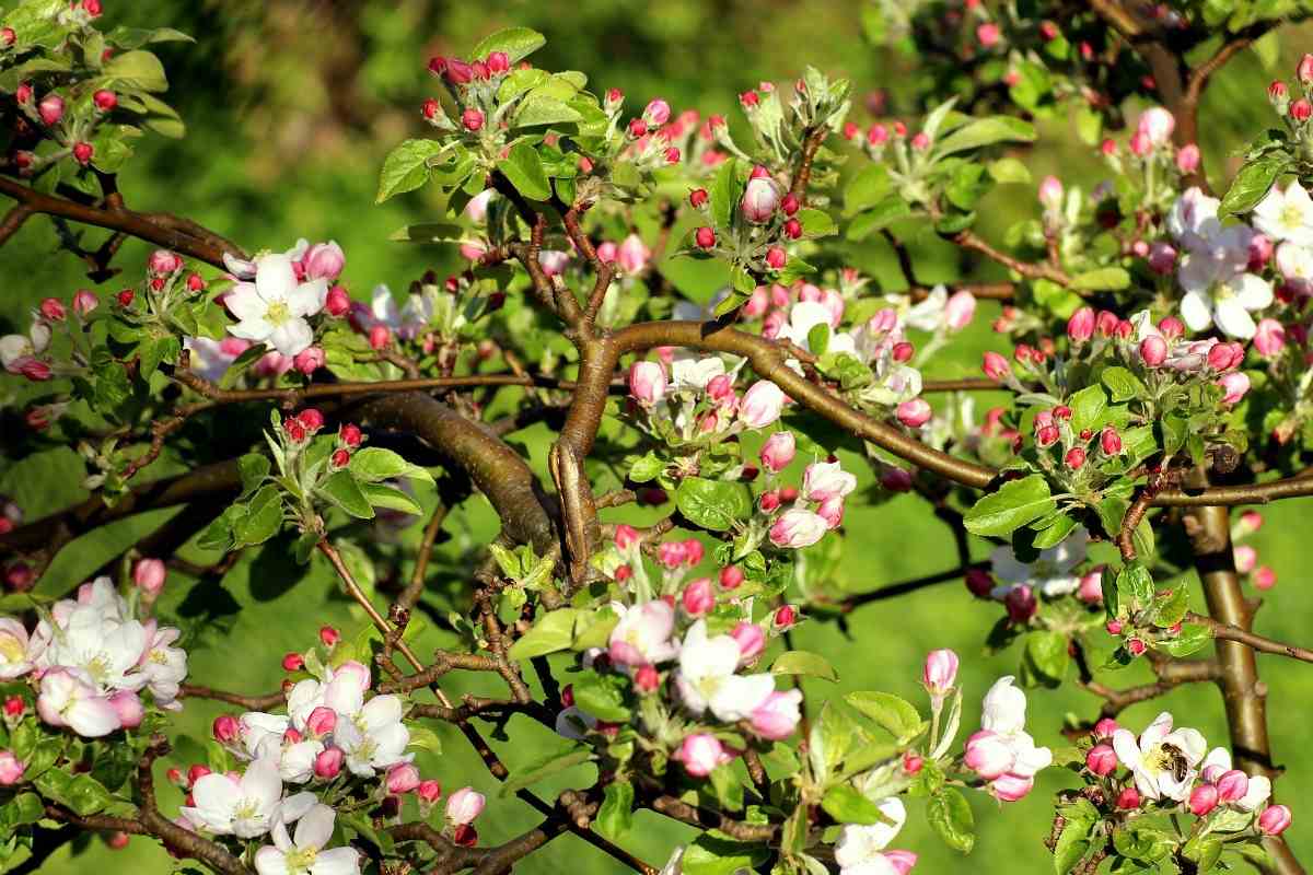 Apple tree flowering.