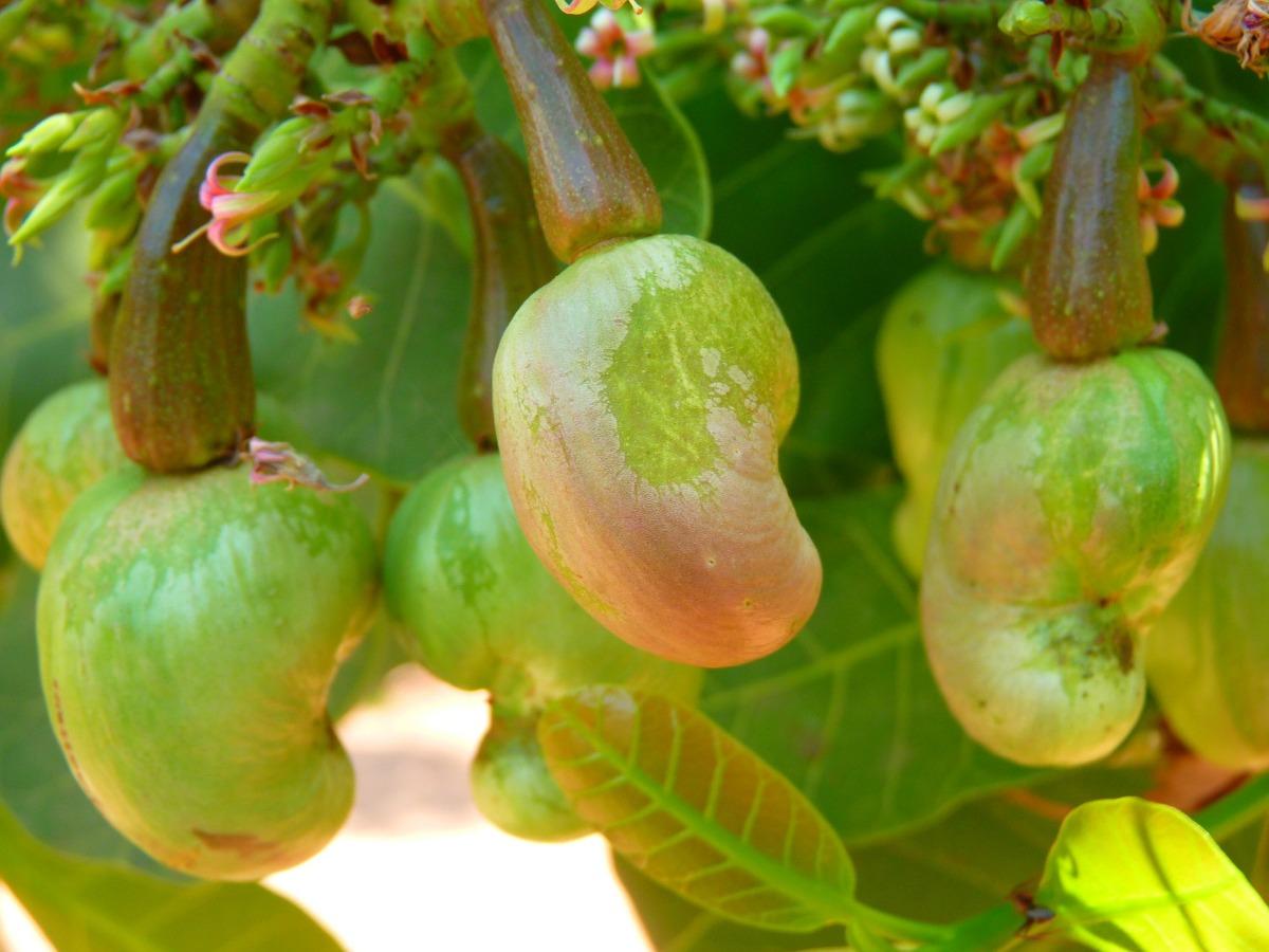 Growing conditions for Cashew trees.