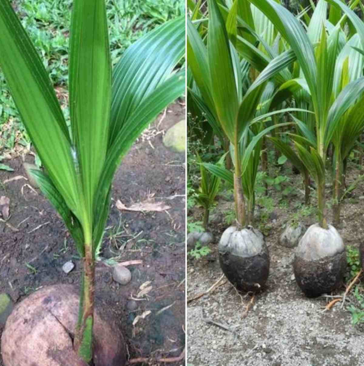 Propagation of Coconut plants by seed.