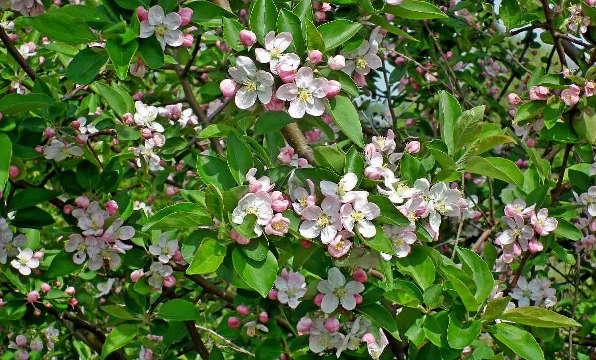 Apple Tree Flowering.