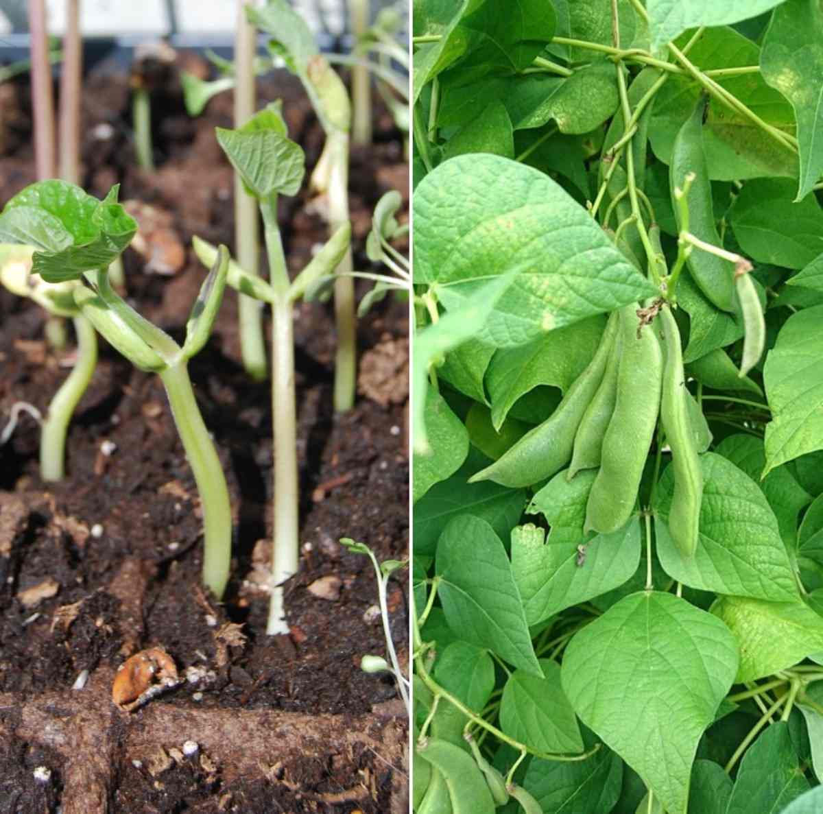 A guide to organic beans cultivation.