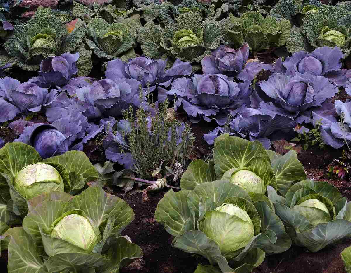 A guide to Organic Cabbage Cultivation.