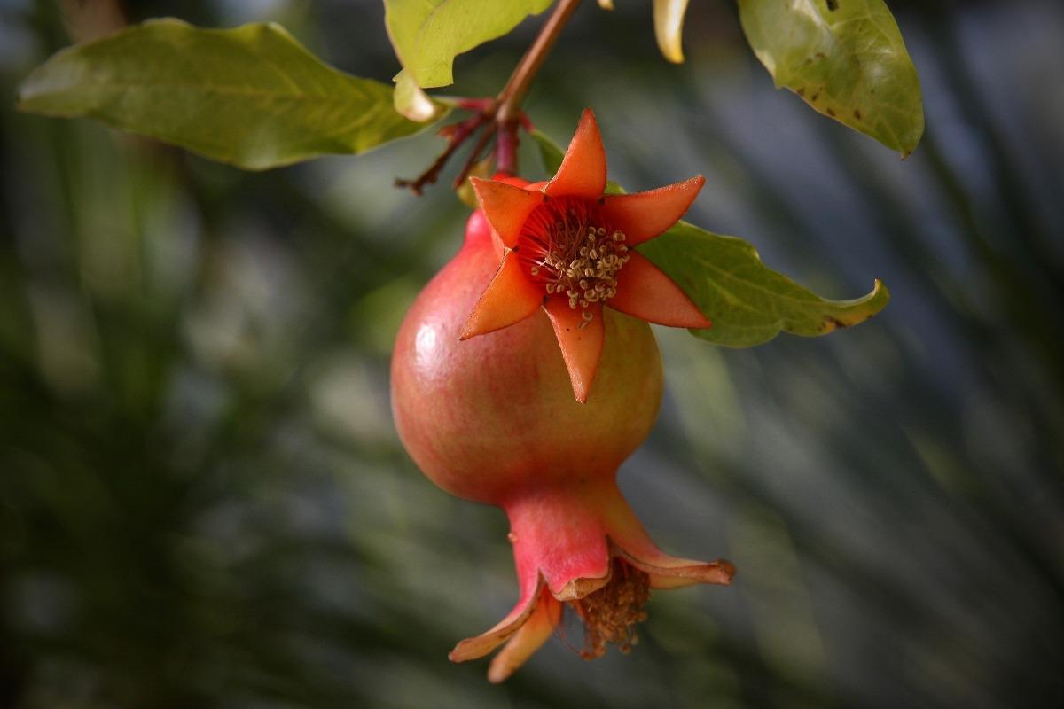 Reasons for Pomegranate fruit and flower drop.
