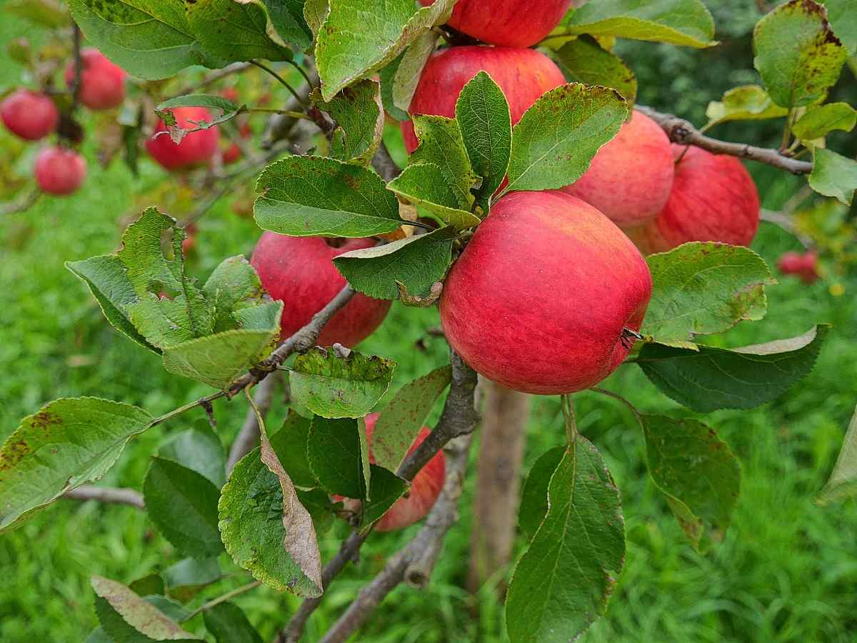 A guide to Apple Tree Pests and Diseases.