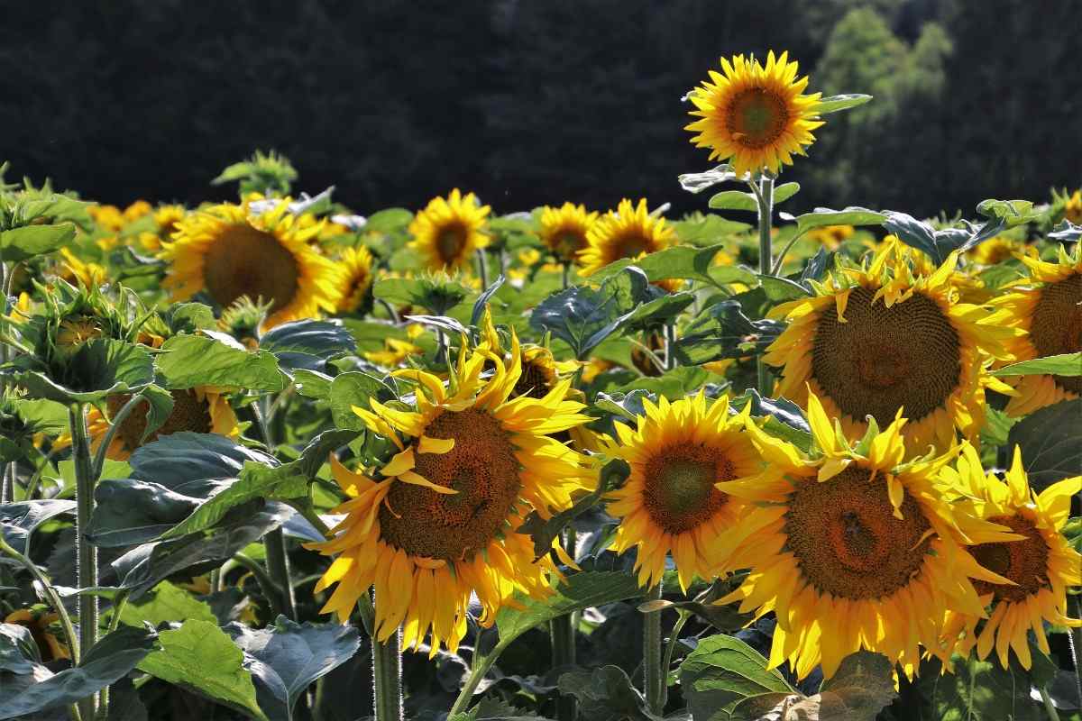 Common questions of Sunflower farming.