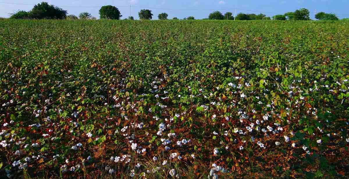 Cotton Crop.