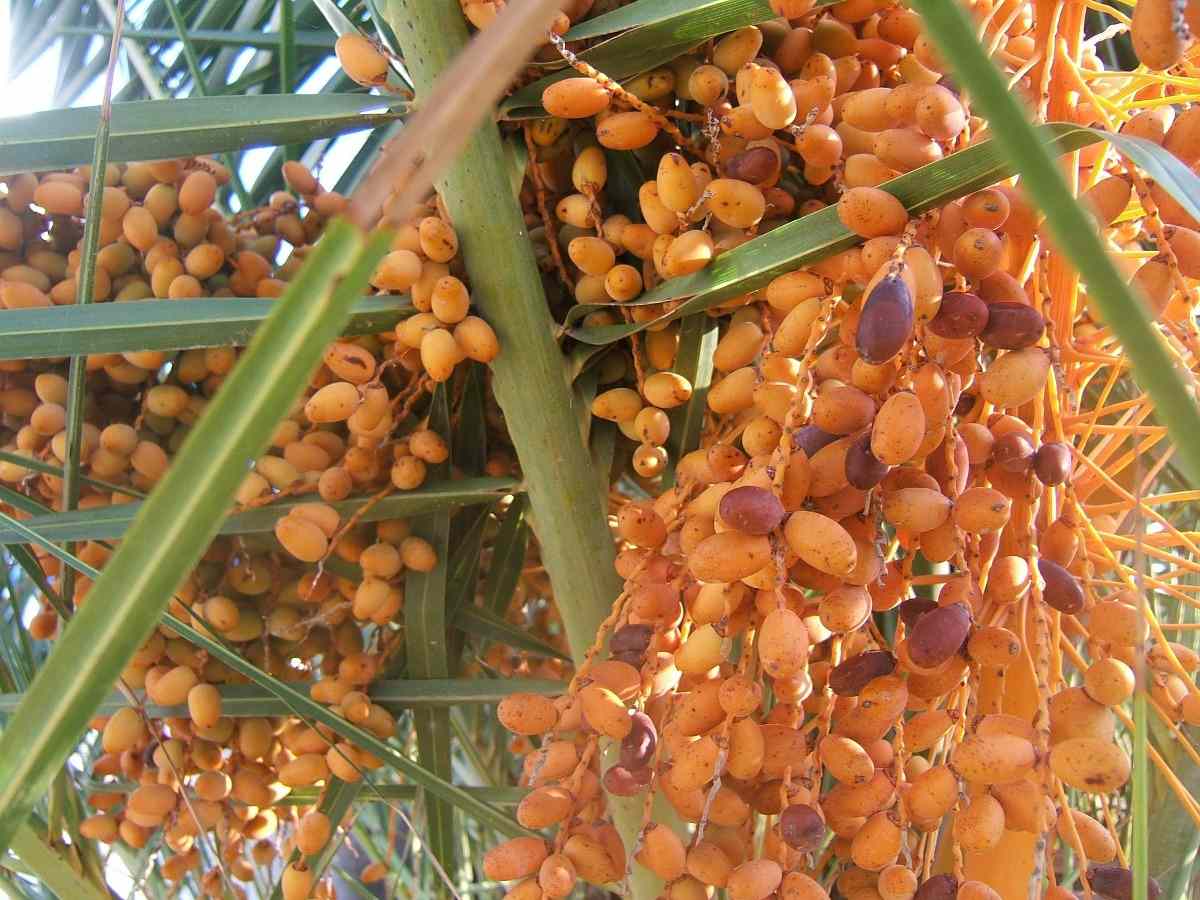 Qustions about Date Palms.
