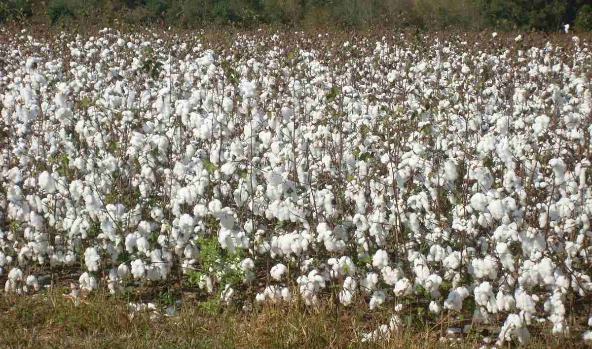 Questions about Cotton Crop.