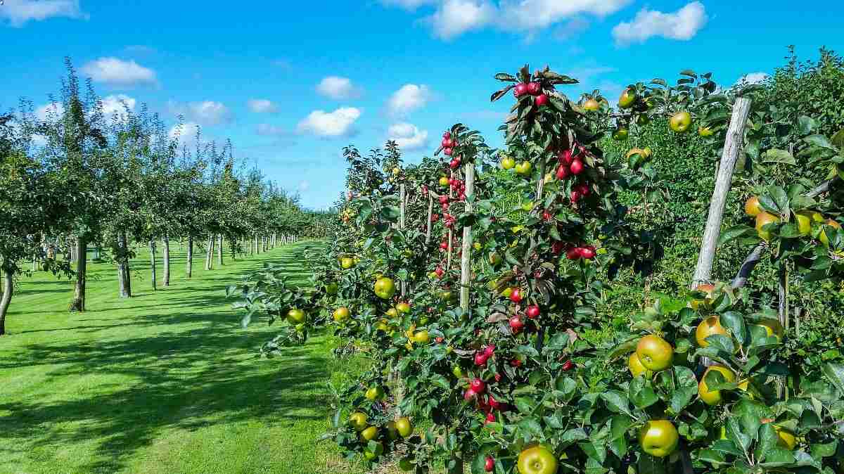 Common questions of growing apples.