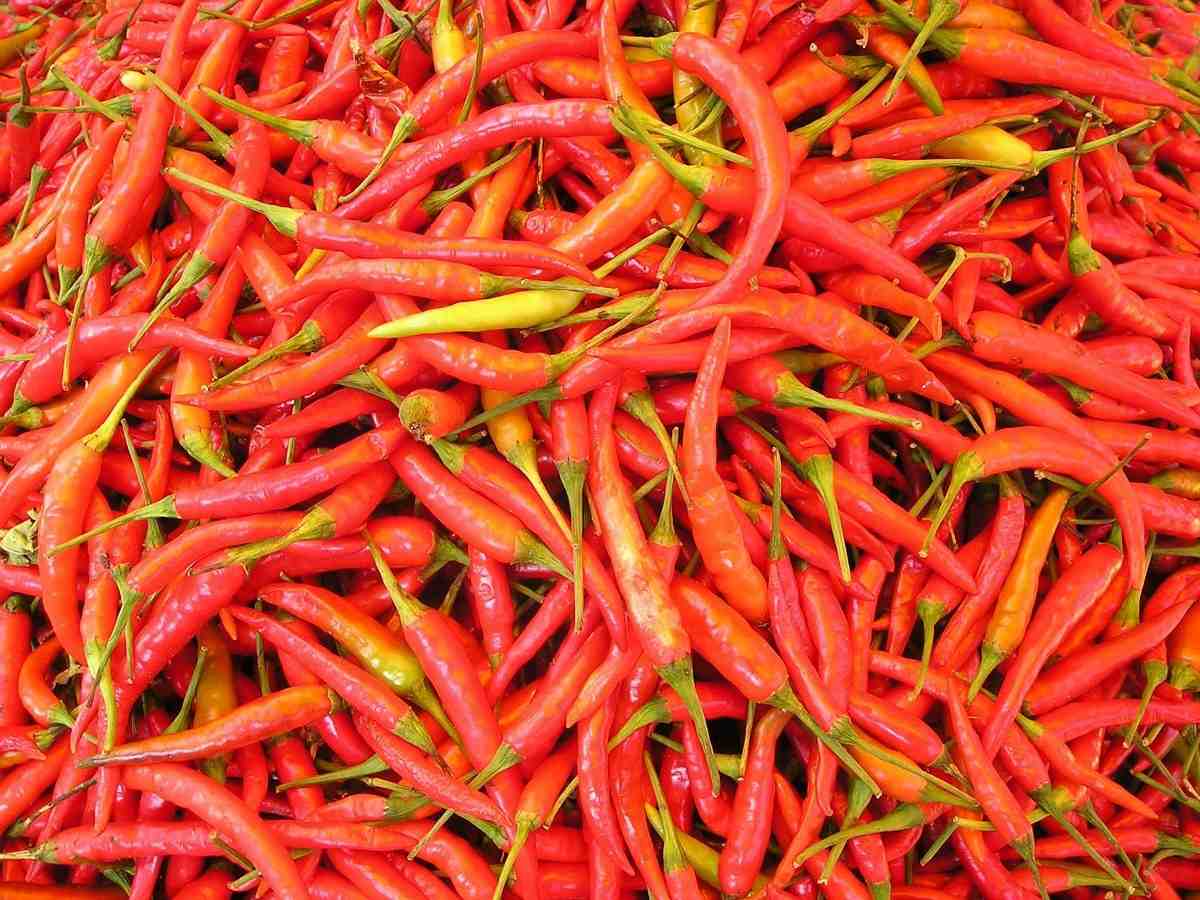 Uses of Chilli.