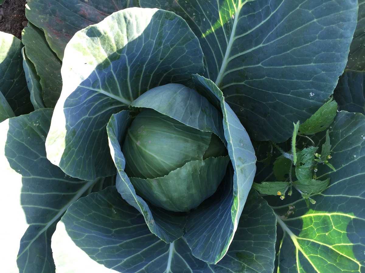 Questions about Growing Cabbage.