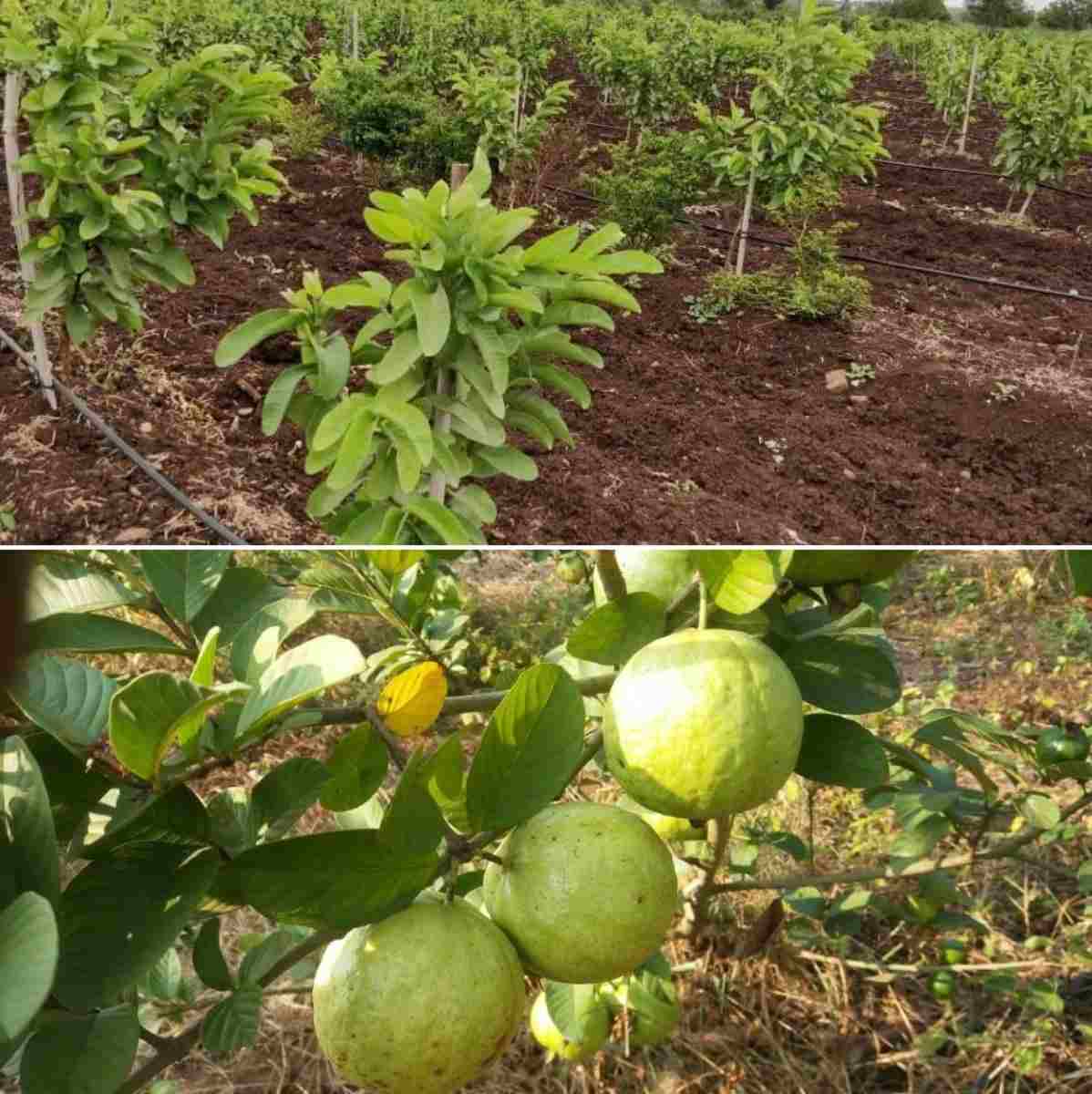 Guava Farming.