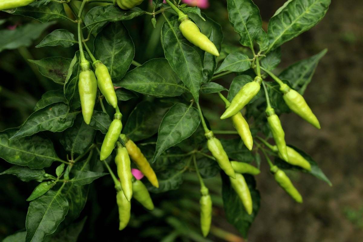 A guide to Chilli flower drop reasons.