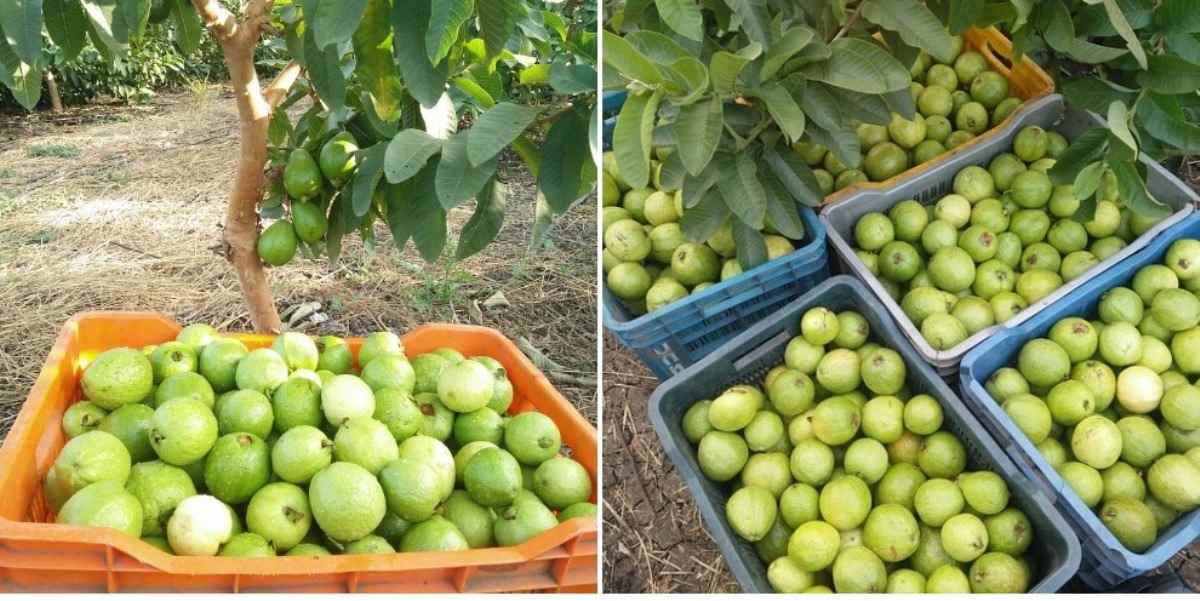 A guide to Guava plant diseases and pests.