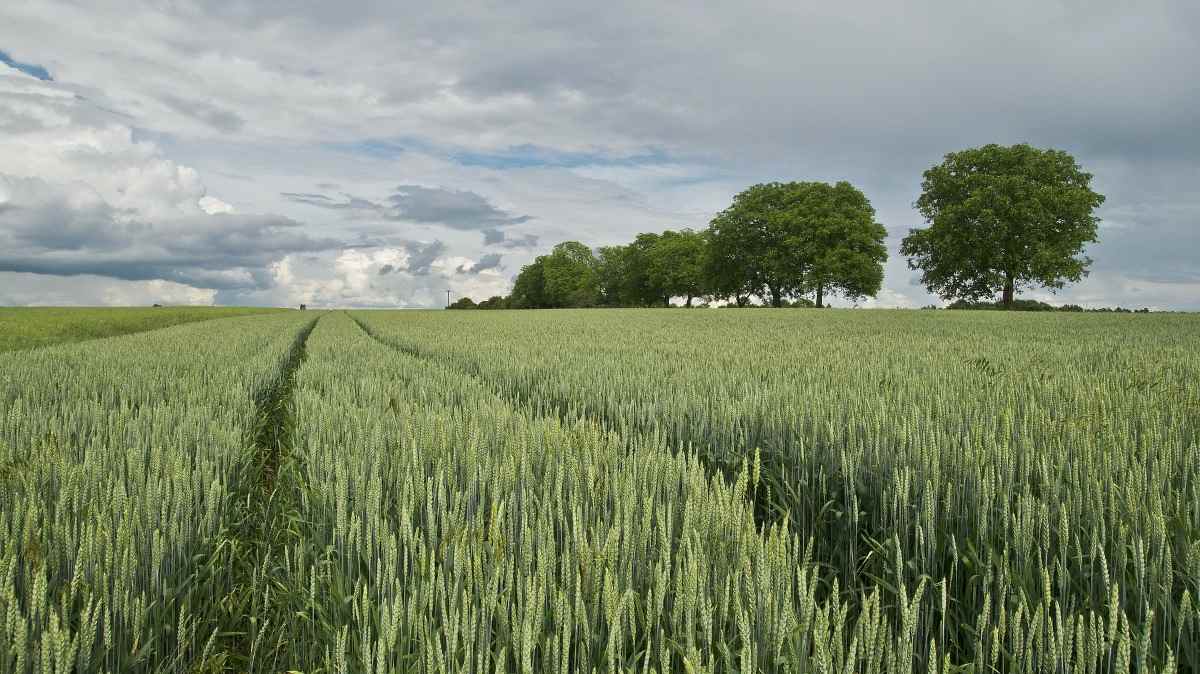 The Wheat field.