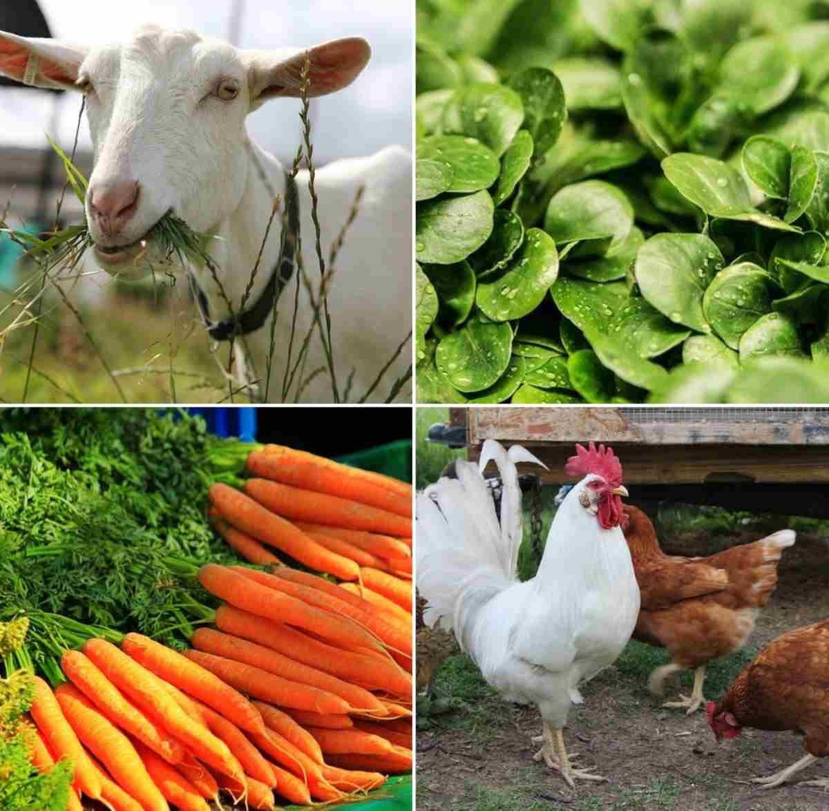 Good Garden Greens for Goats and Chicken.