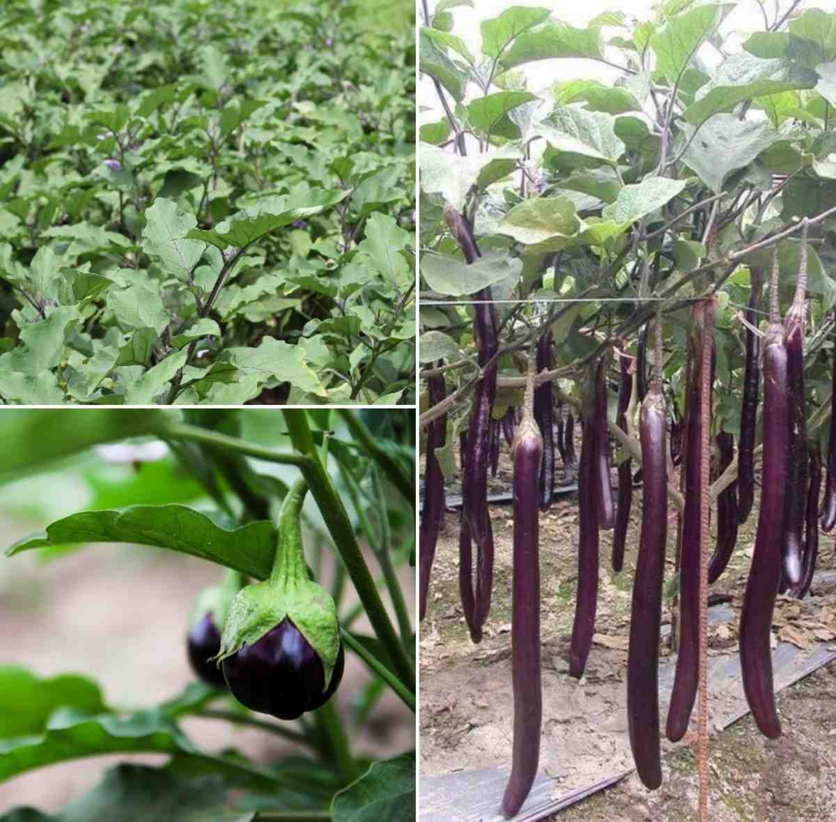Soil requirement for growing Eggplant.