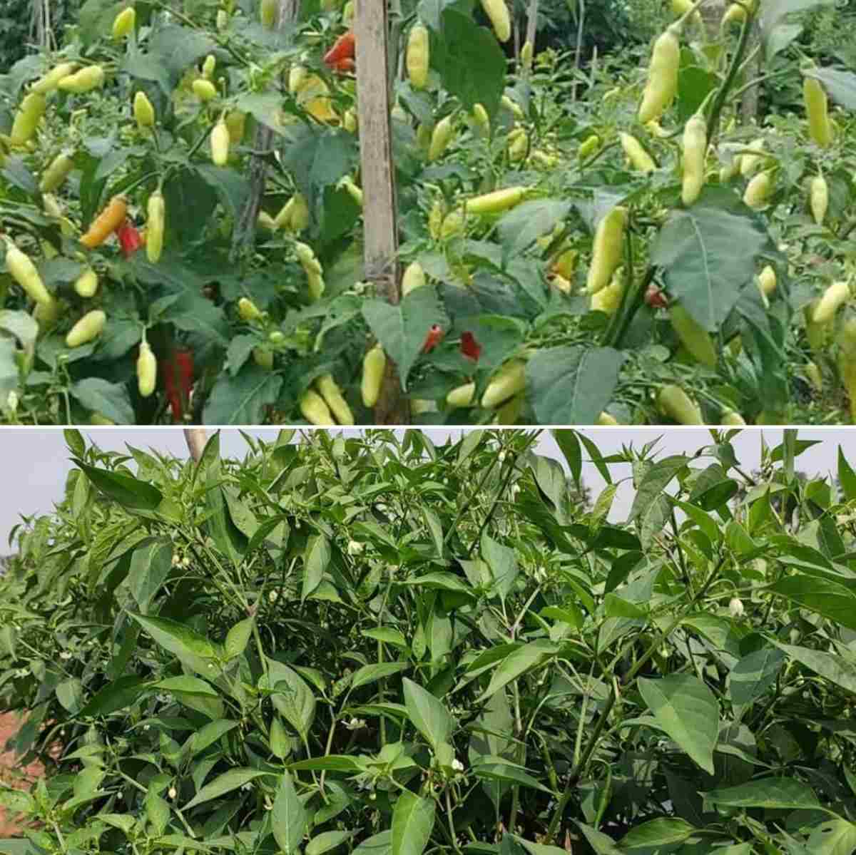 Reasons for Chilli flower drying and drop.