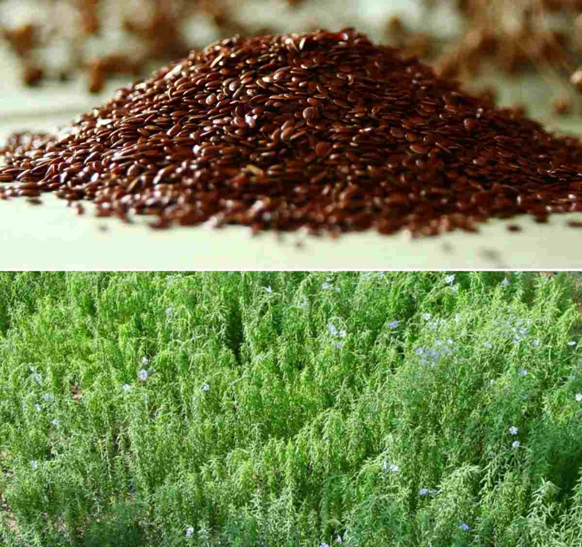 Flaxseed Germination, Temperature, Process (Linseed) | Agri Farming