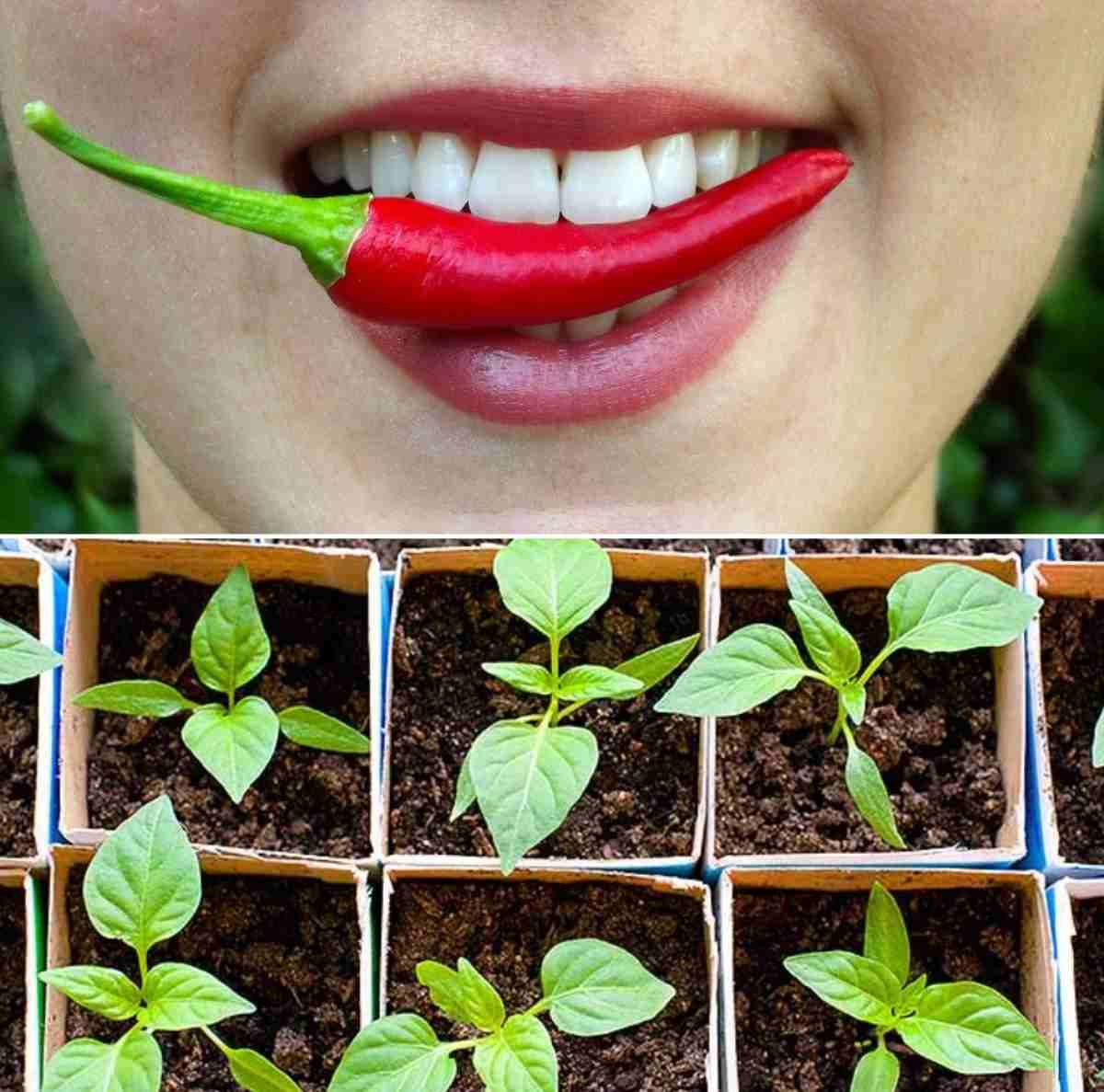Questions about Chilli cultivation.