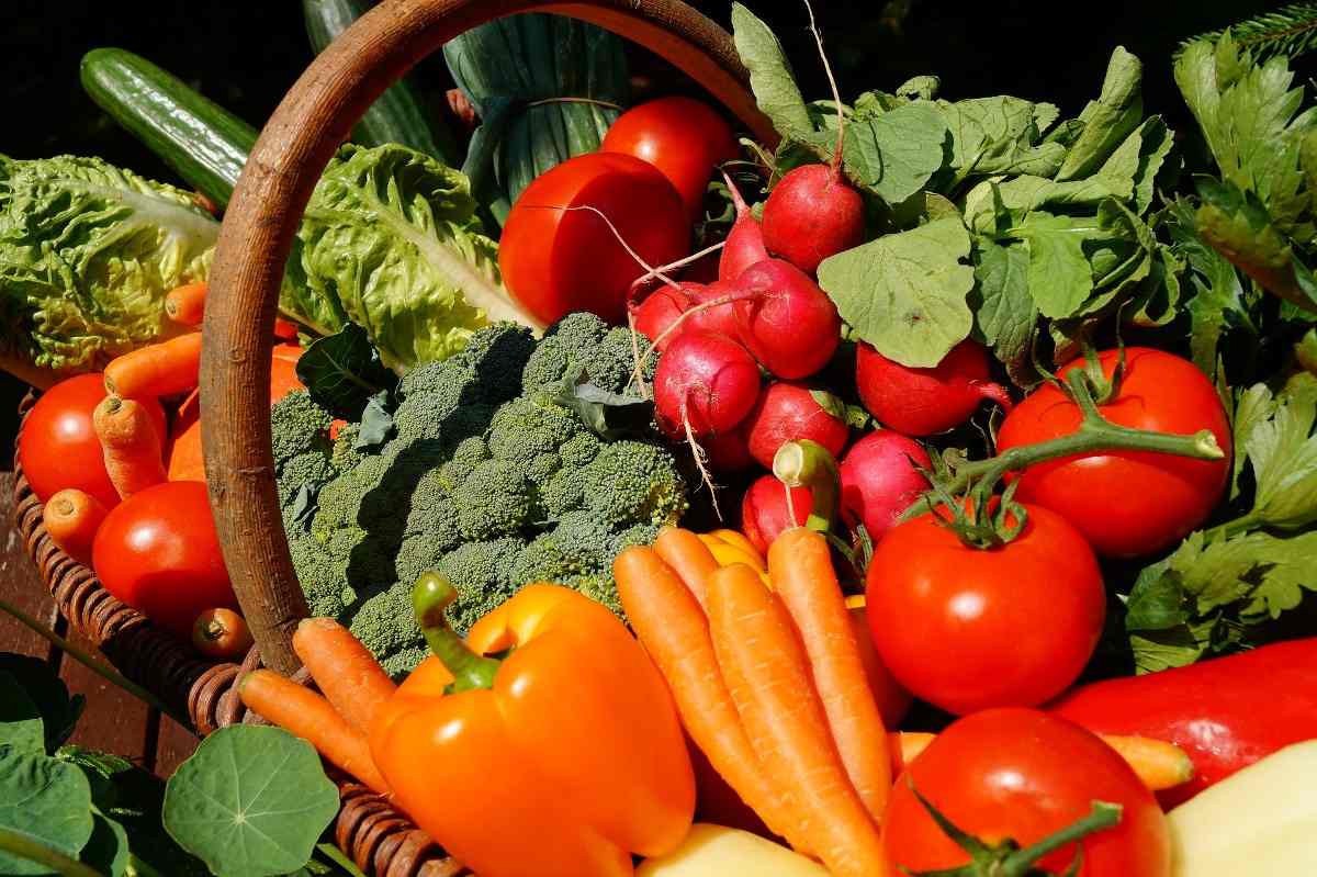 vegetable farming production business plan