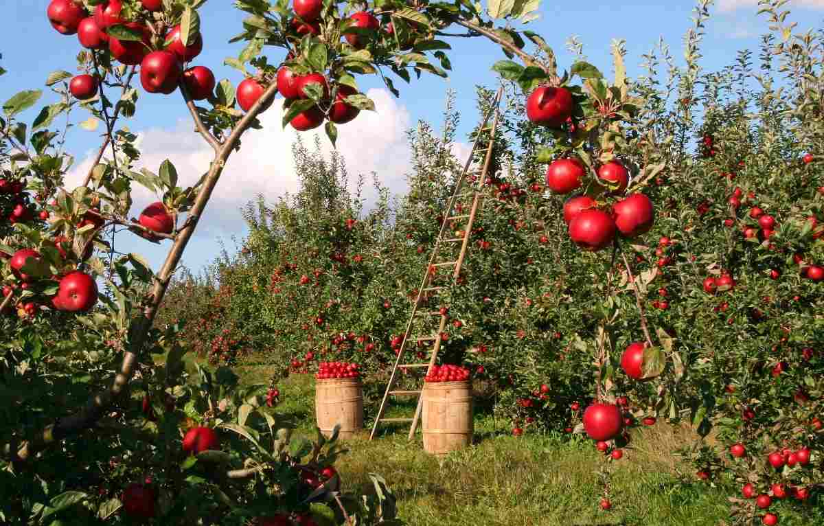 questions about organic Apple farming.