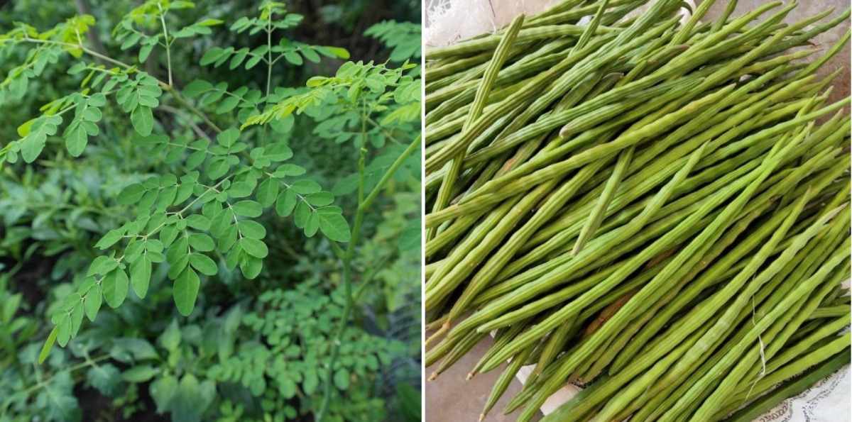 Conditions for Moringa cultivation.