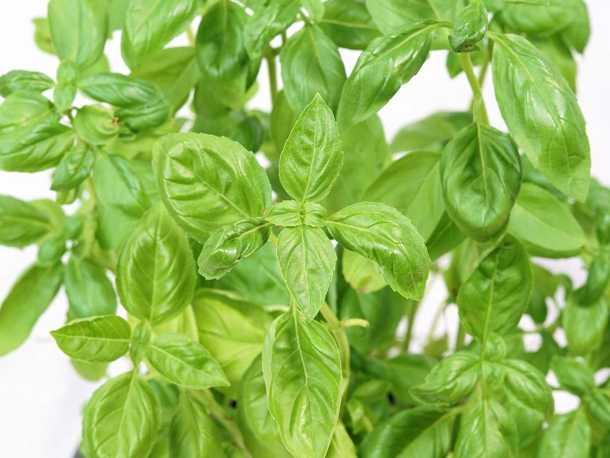 Growing Basil medicinal plants hydroponically.