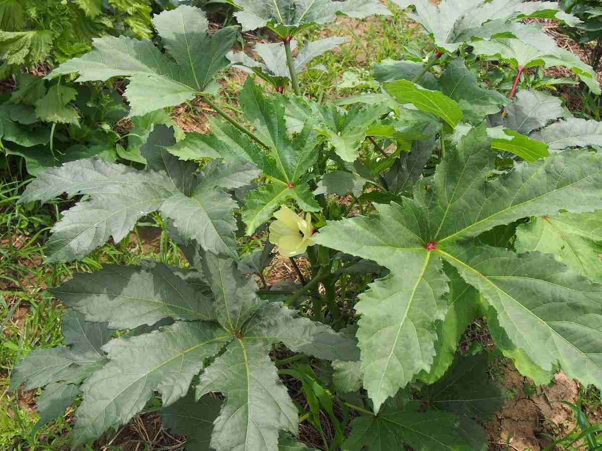 Pests and disease management of Okra