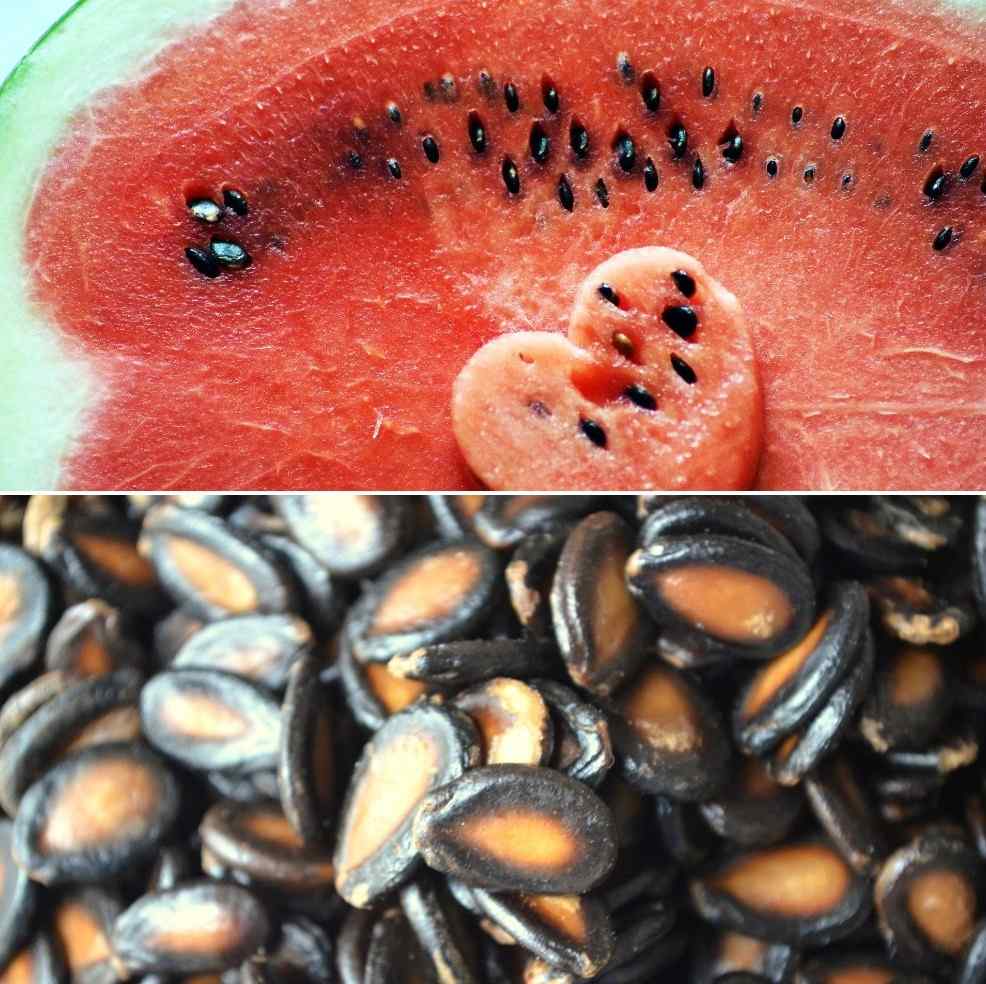 A guide to Watermelon seed germination.