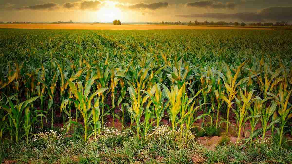 A guide to organic maize farming.
