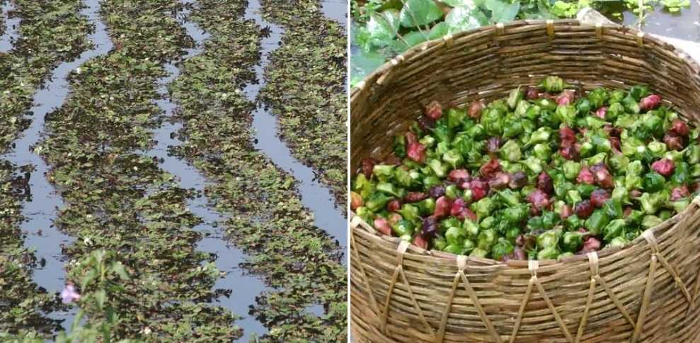 he Growing requirement for Water Chestnut fruit cultivation.