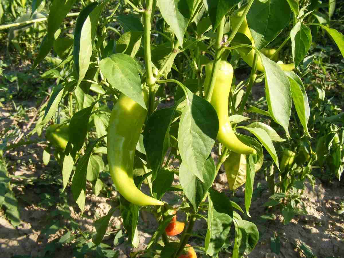 Una guía para cultivar chile orgánico.