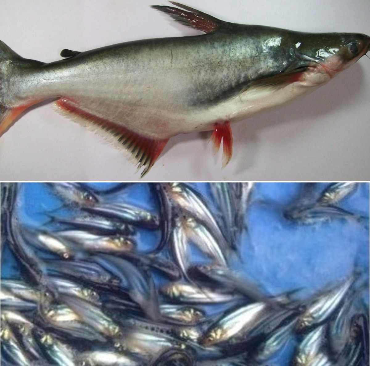 A guide to Pangasius fish farming.
