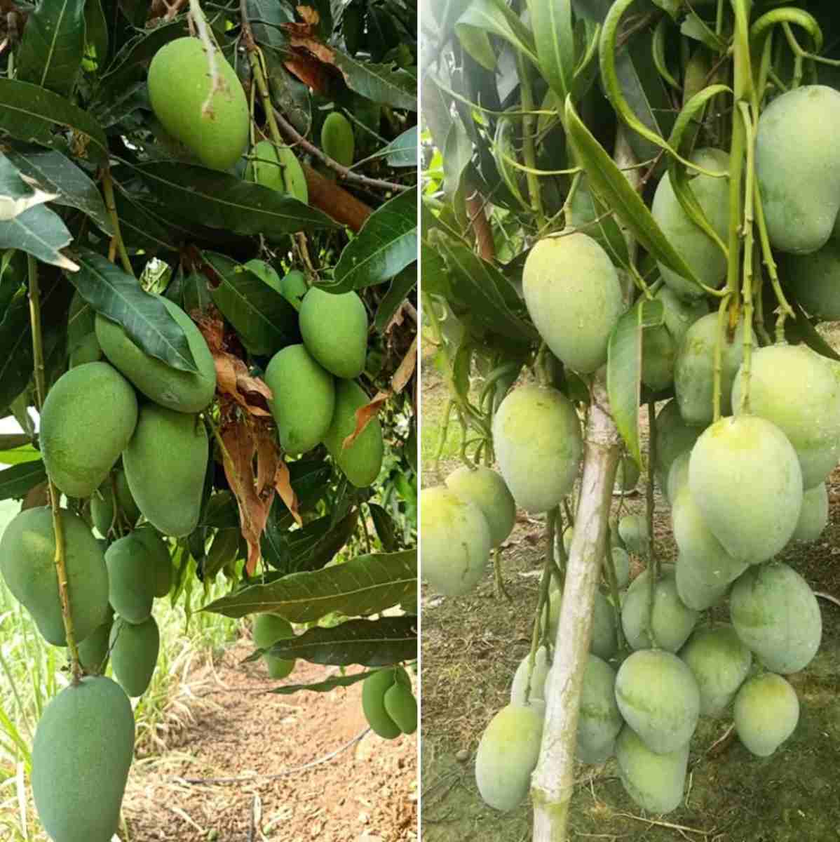 A step by step guide to Mango pests.