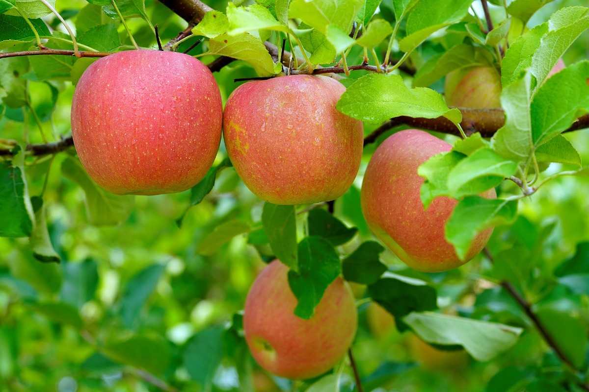 A healthy Apple tree.