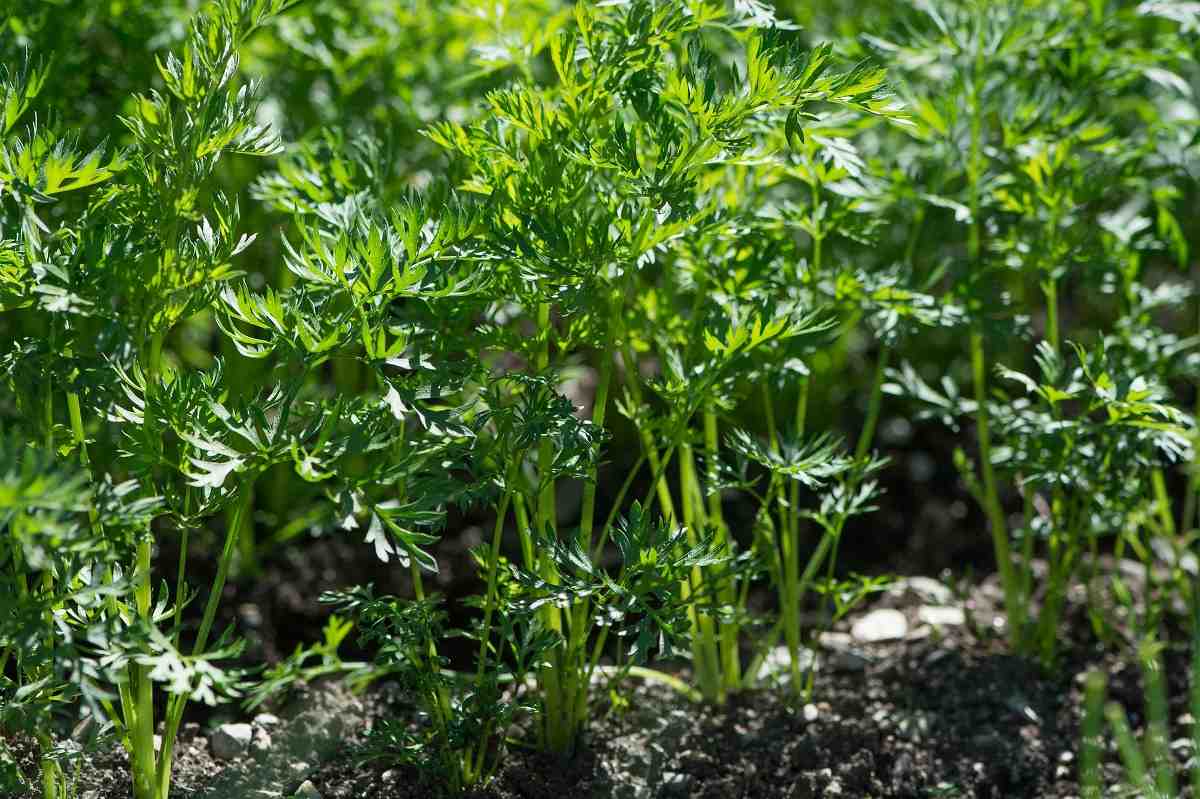 Basics of Carrot Planting.