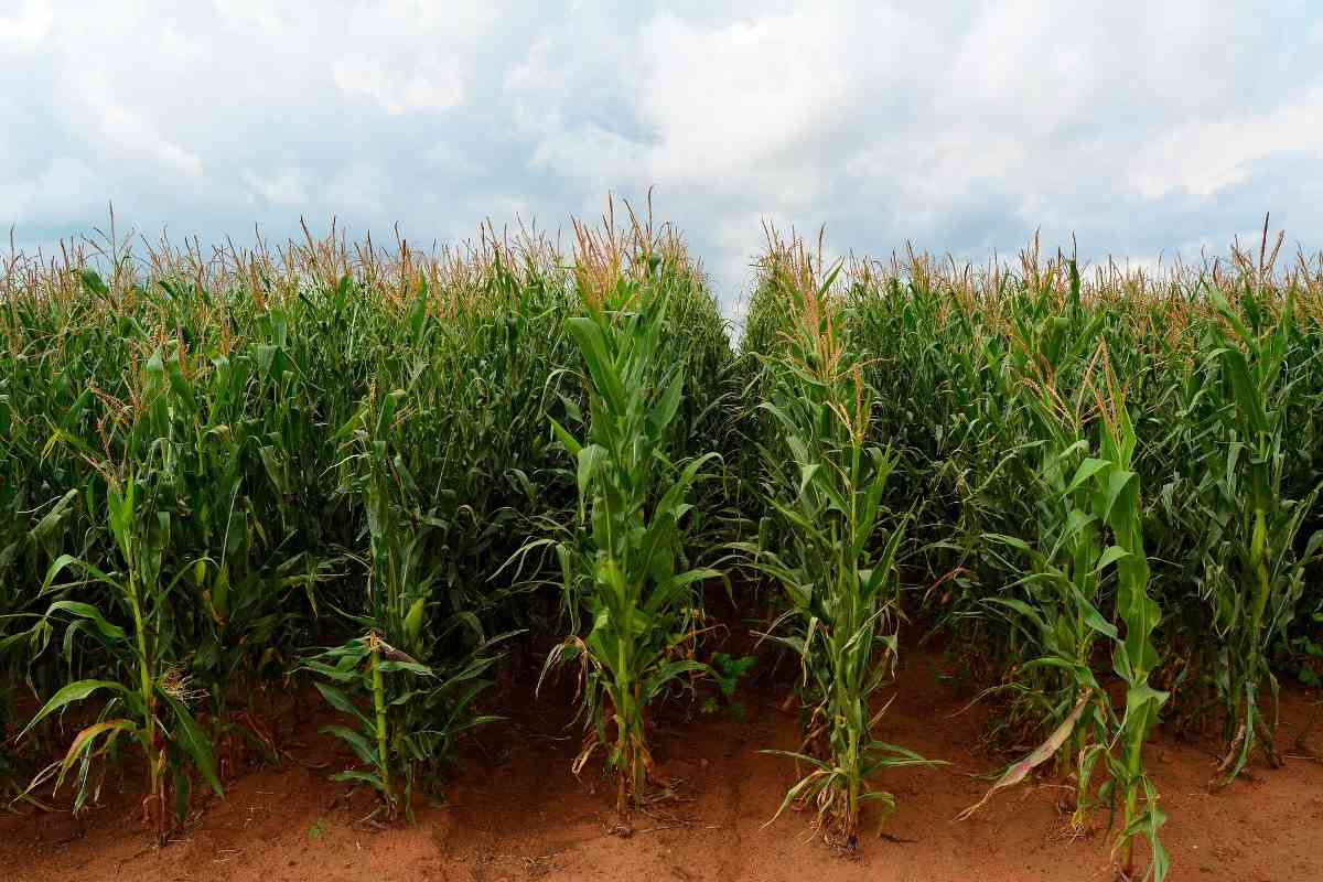 Organic maize farming procedure.