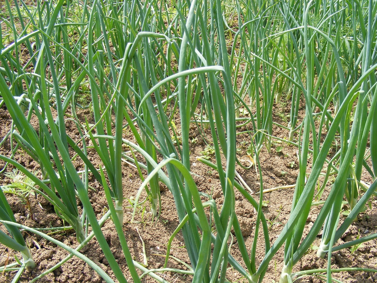 Irrigation requirement for Onion farming.