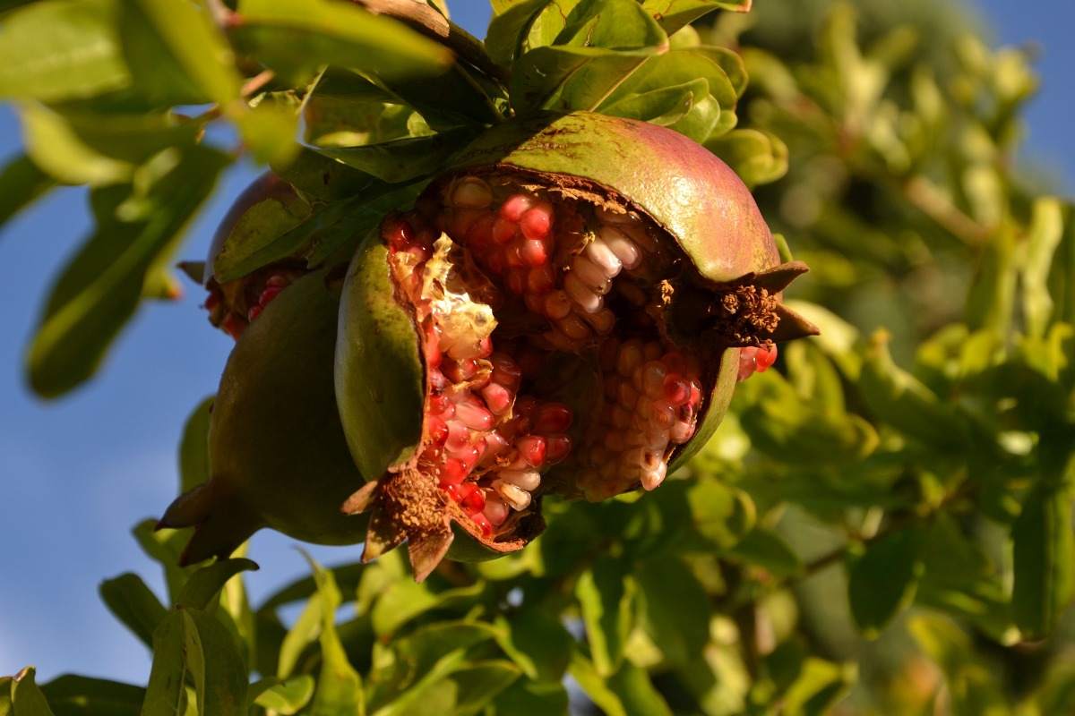 A guide to Pomegranate pest control.