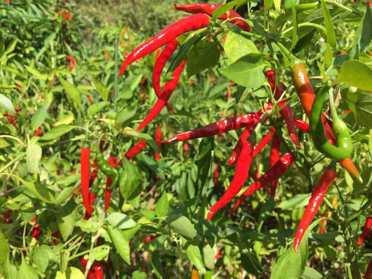 Questions about Organic Chilli cultivation.