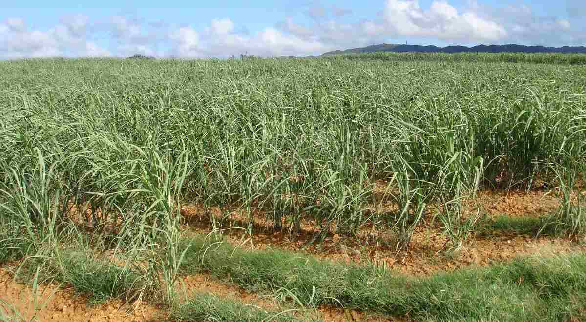Sugarcane cultivation.