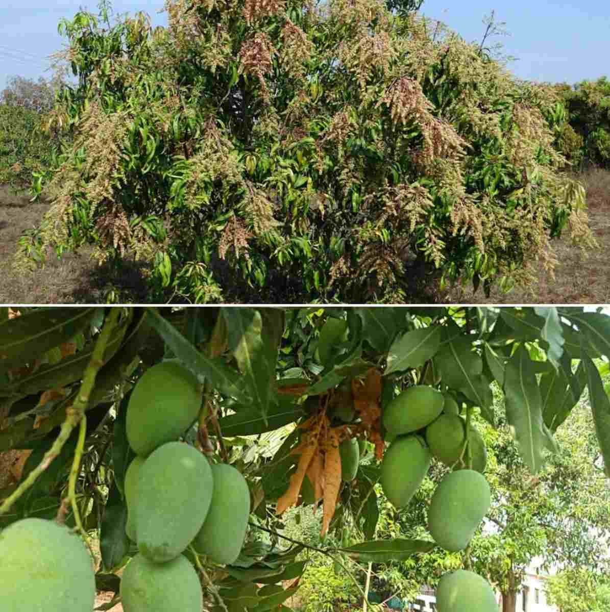 Mango tree diseases.