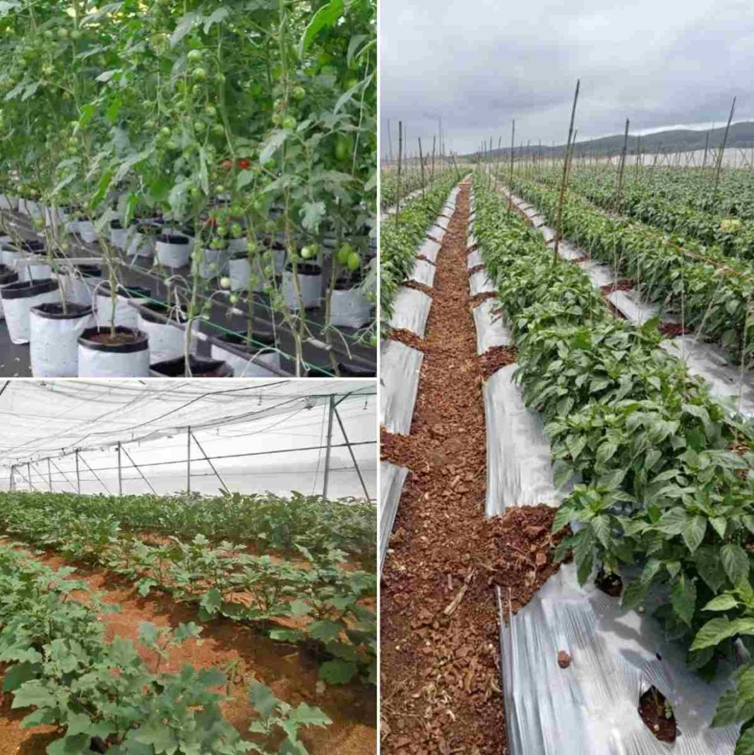 sample business plan for vegetable farming