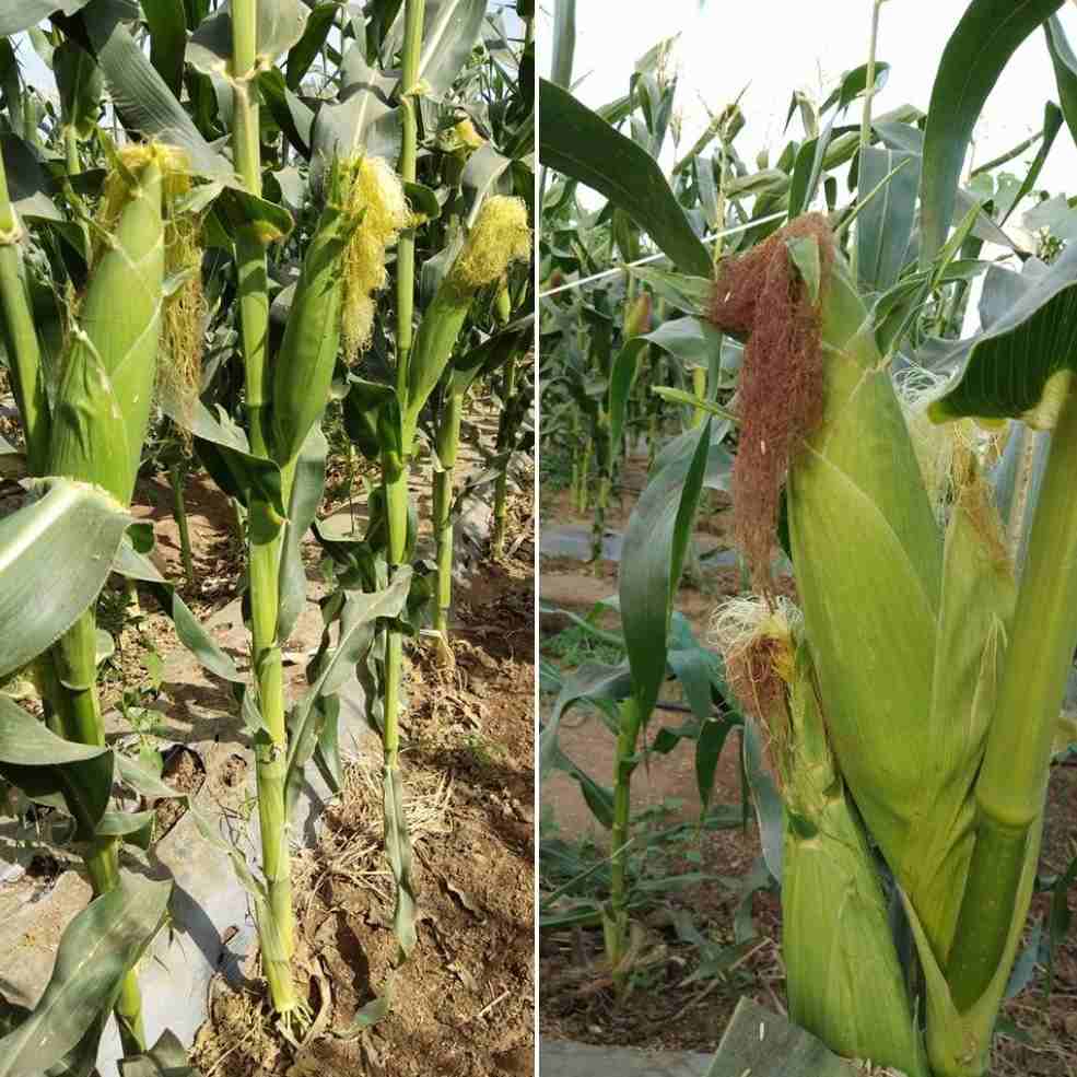 Maize crop.