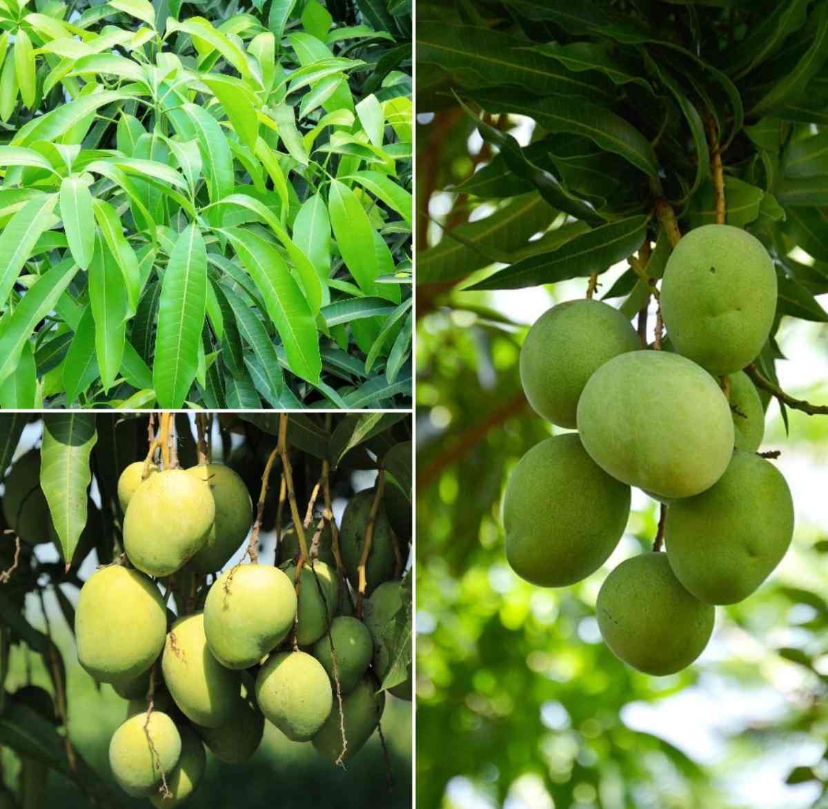 Questions about Mango cultivation.