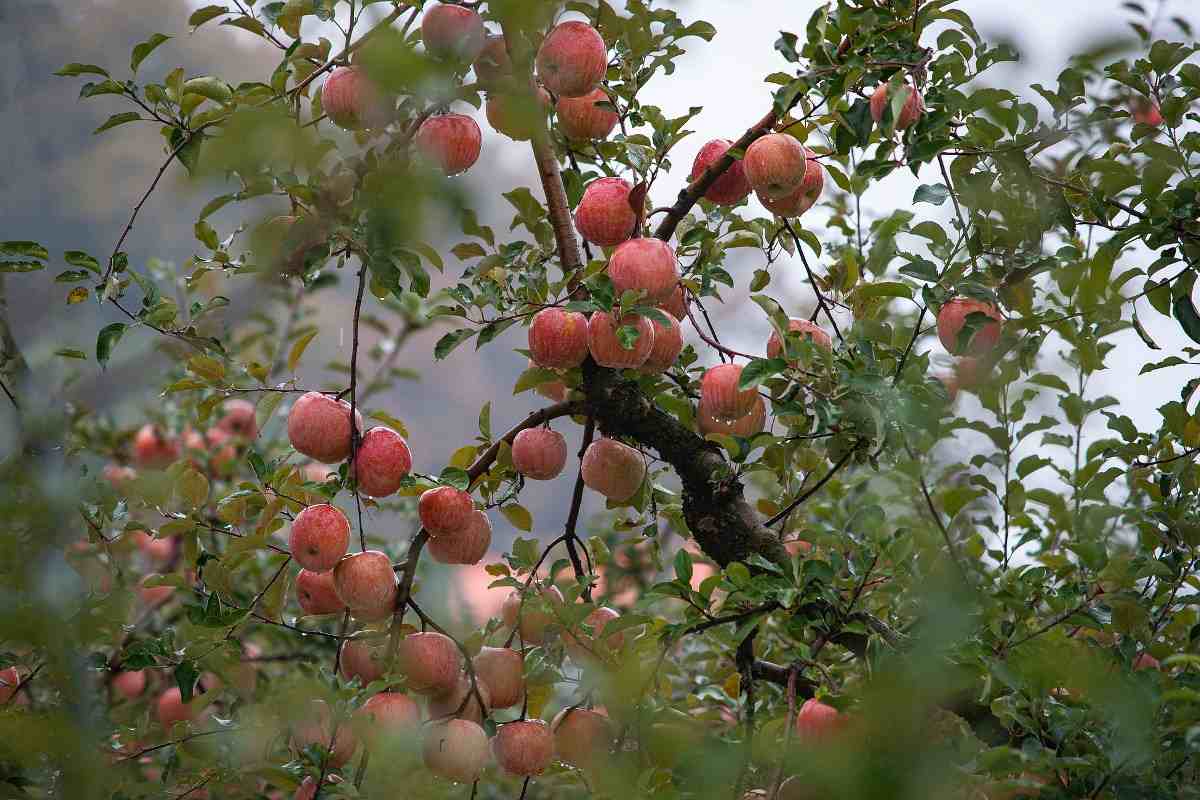 Guide to Organic Apple farming.
