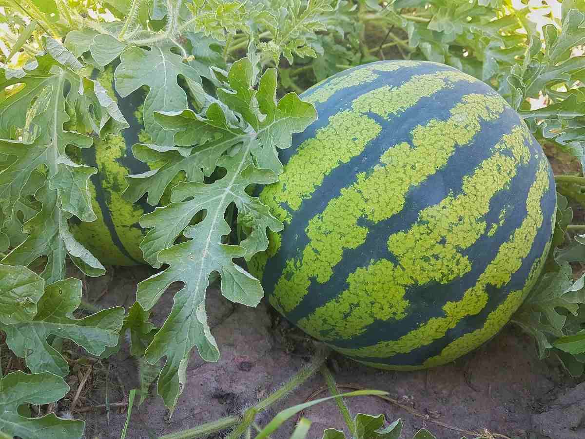 Questions about Watermelon farming.