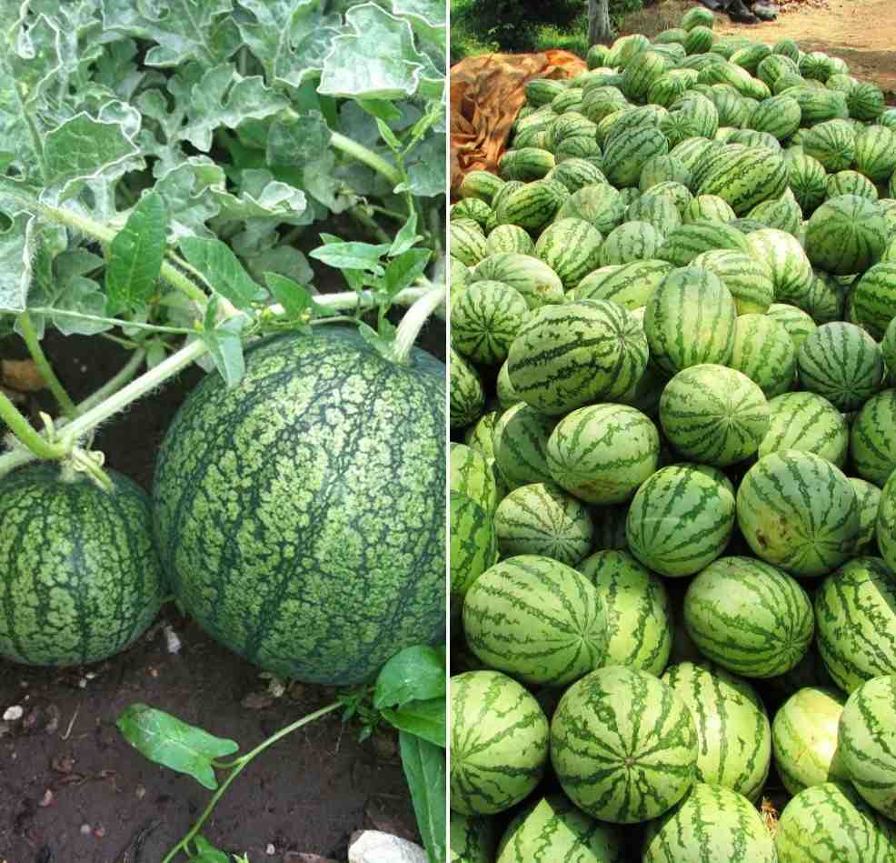 Harvested Watermelons.